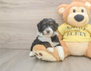 8 week old Mini Aussiedoodle Puppy For Sale - Pilesgrove Pups