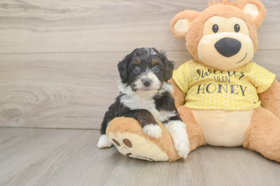 6 week old Mini Aussiedoodle Puppy For Sale - Pilesgrove Pups