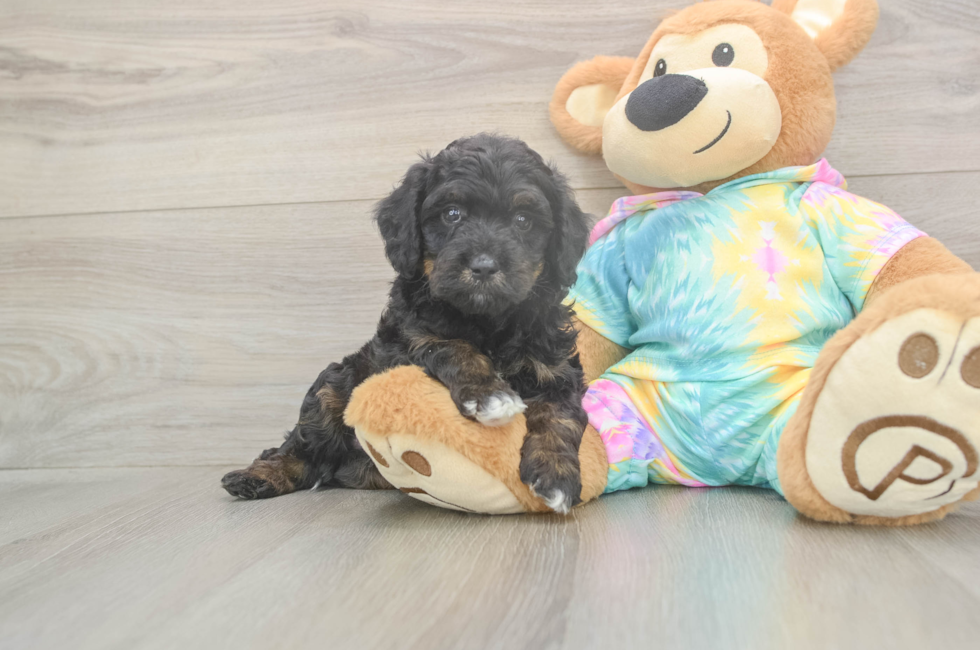 5 week old Mini Aussiedoodle Puppy For Sale - Pilesgrove Pups