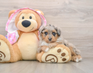 7 week old Mini Aussiedoodle Puppy For Sale - Pilesgrove Pups