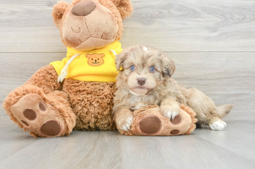 6 week old Mini Aussiedoodle Puppy For Sale - Pilesgrove Pups