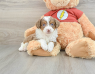 7 week old Mini Aussiedoodle Puppy For Sale - Pilesgrove Pups