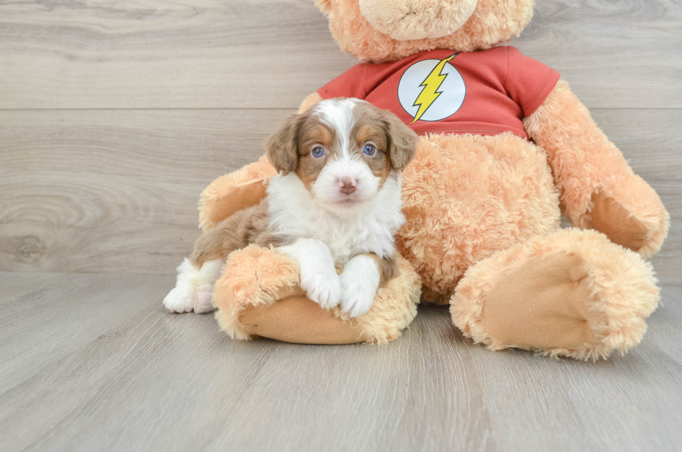 7 week old Mini Aussiedoodle Puppy For Sale - Pilesgrove Pups