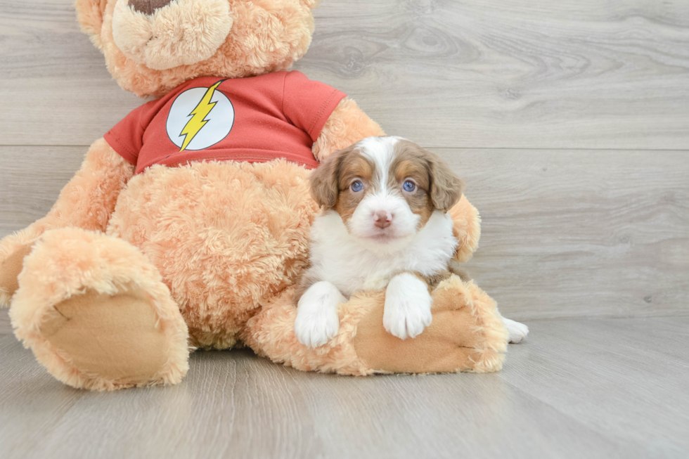 Hypoallergenic Aussiepoo Poodle Mix Puppy