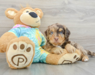 8 week old Mini Aussiedoodle Puppy For Sale - Pilesgrove Pups