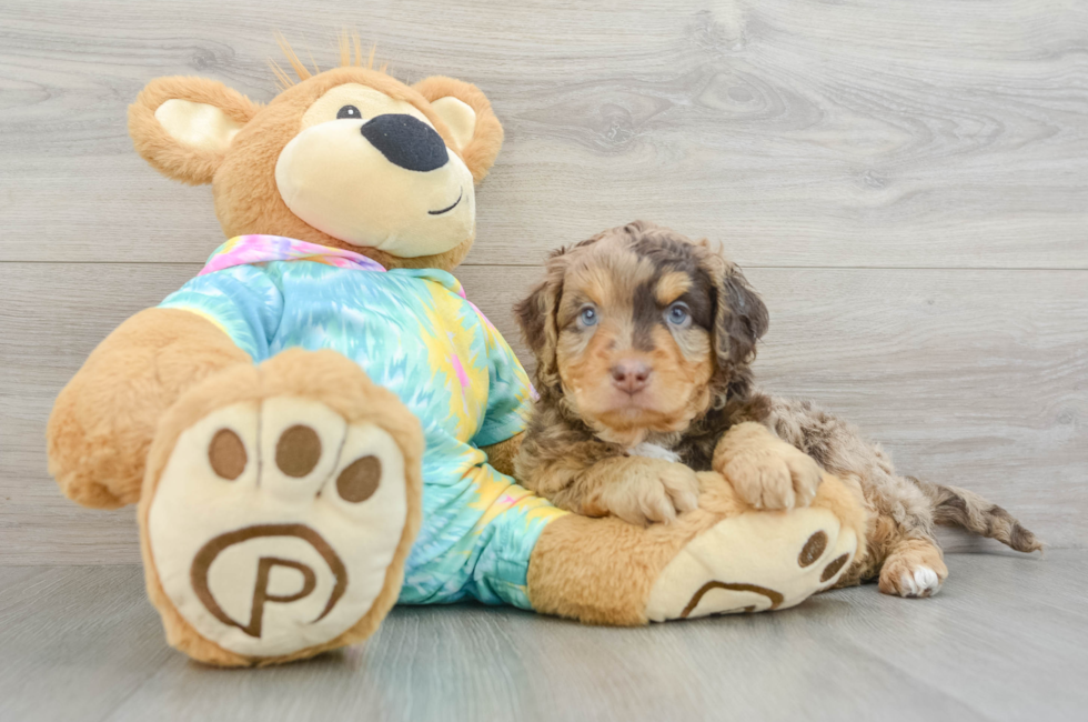 7 week old Mini Aussiedoodle Puppy For Sale - Pilesgrove Pups