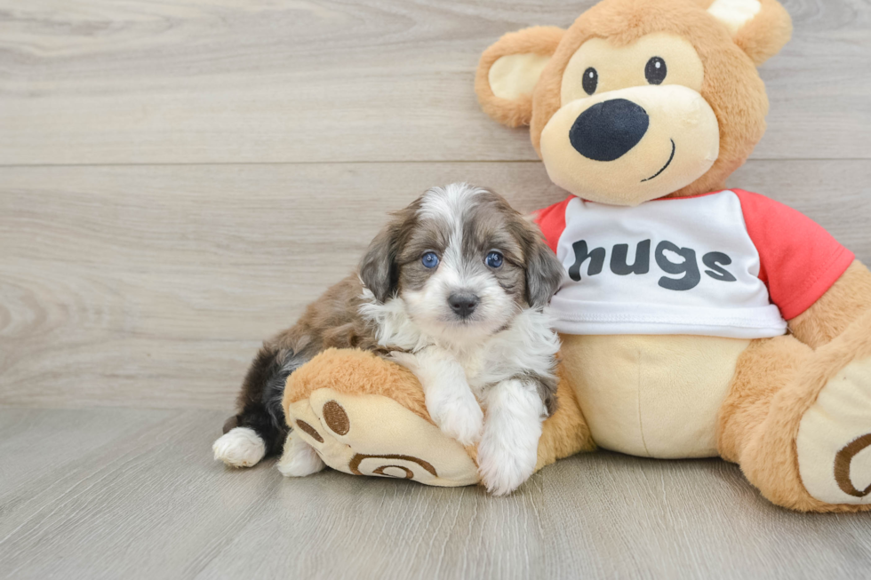 Small Mini Aussiedoodle Baby