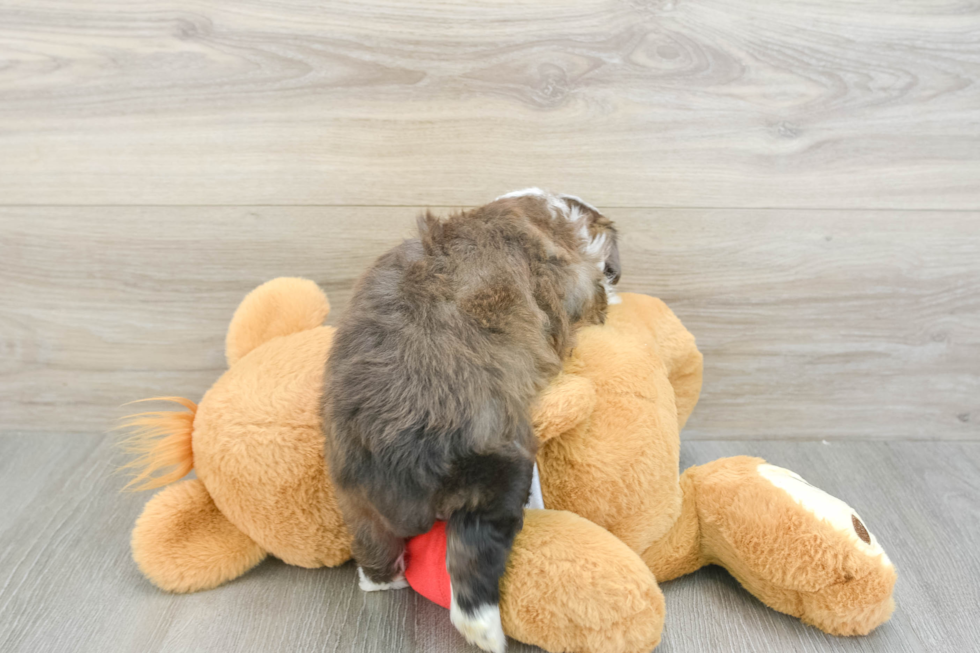 Little Mini Aussiepoo Poodle Mix Puppy