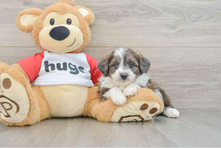 Hypoallergenic Aussiepoo Poodle Mix Puppy