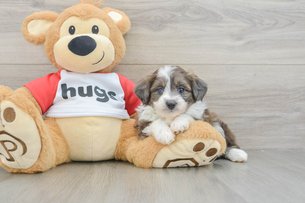 Hypoallergenic Aussiepoo Poodle Mix Puppy