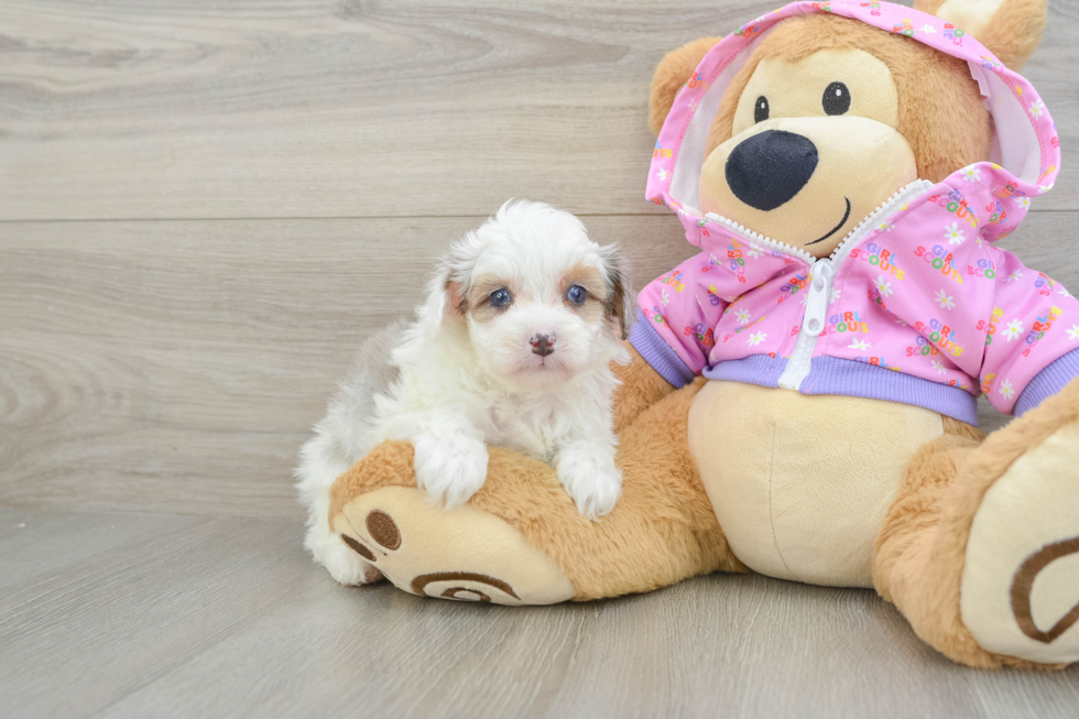 Mini Aussiedoodle Puppy for Adoption