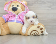 8 week old Mini Aussiedoodle Puppy For Sale - Pilesgrove Pups