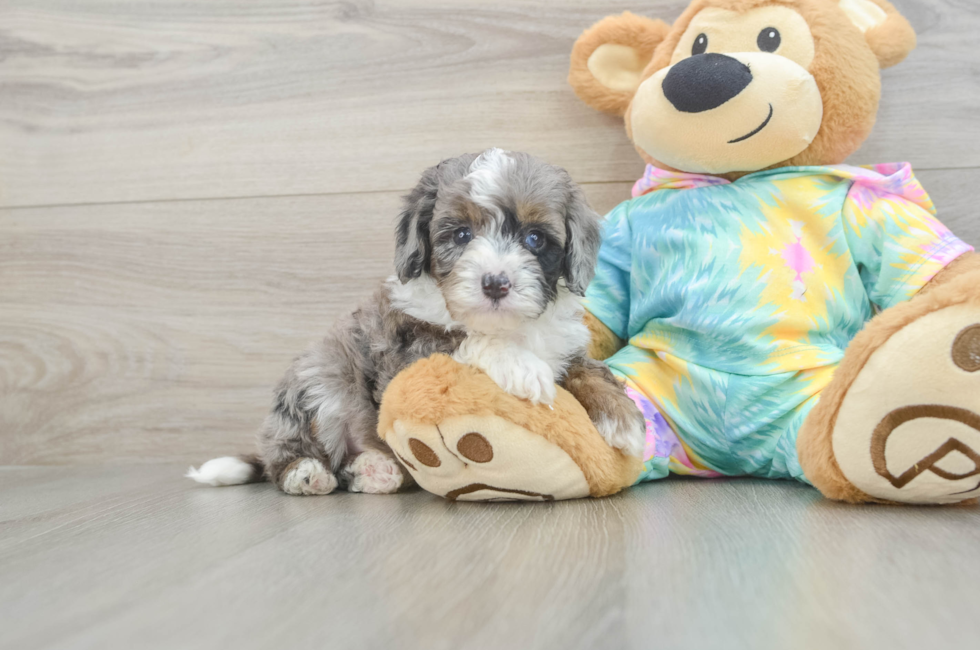 5 week old Mini Aussiedoodle Puppy For Sale - Pilesgrove Pups
