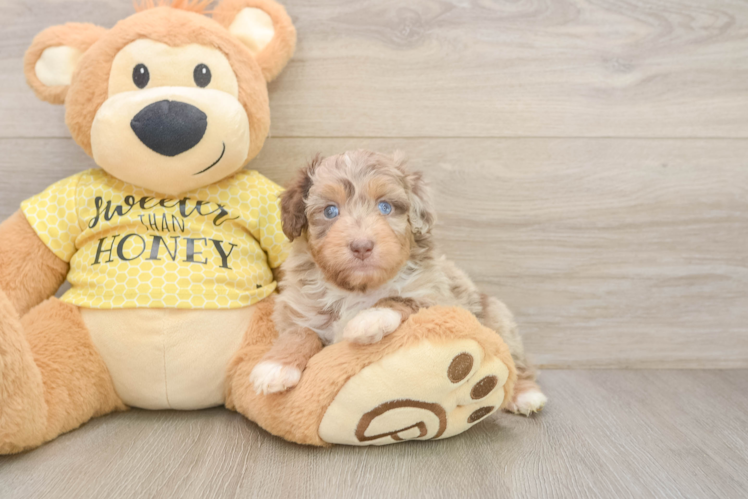 Popular Mini Aussiedoodle Poodle Mix Pup