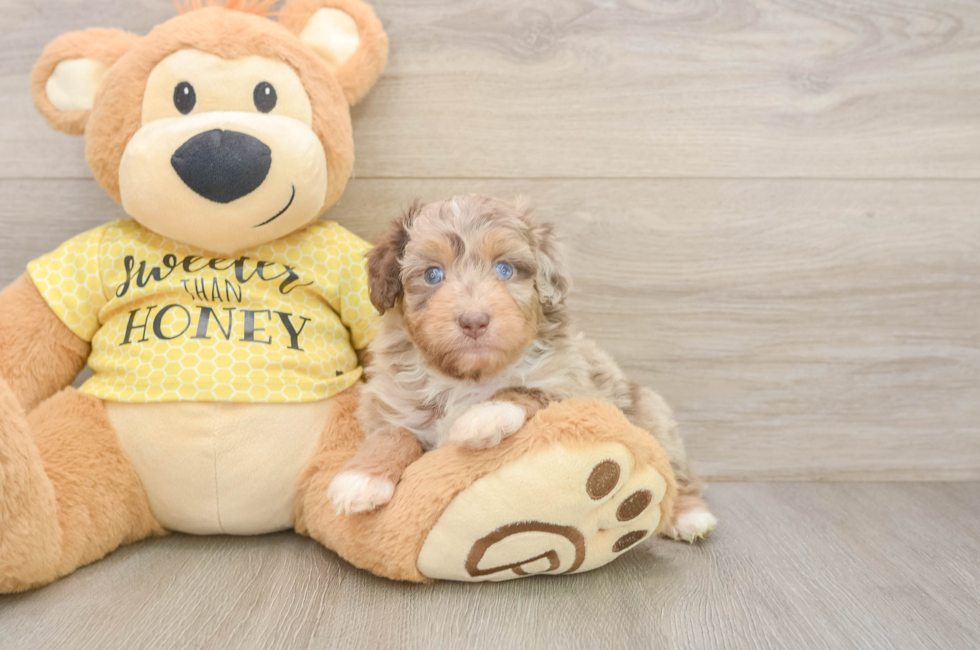 5 week old Mini Aussiedoodle Puppy For Sale - Pilesgrove Pups