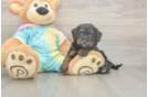 Friendly Mini Aussiedoodle Baby