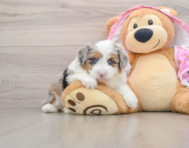 7 week old Mini Aussiedoodle Puppy For Sale - Pilesgrove Pups