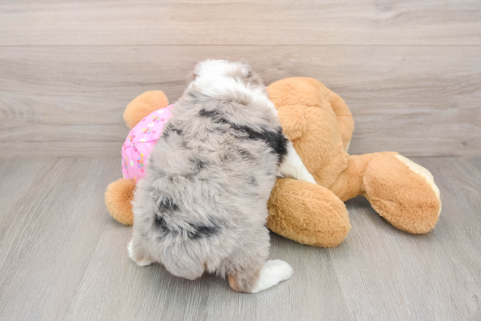 Mini Aussiedoodle Pup Being Cute