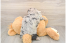 Cute Mini Aussiedoodle Baby