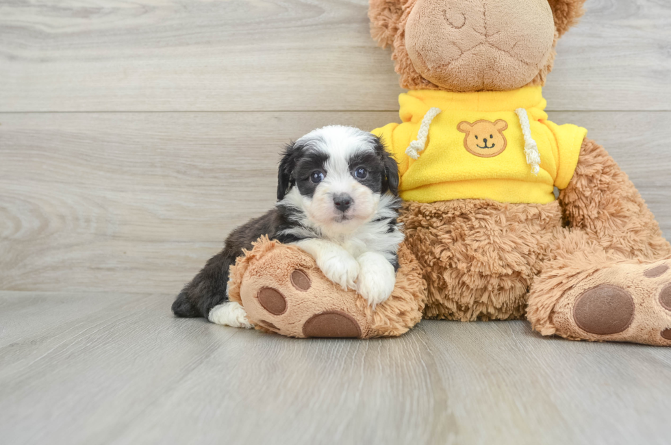 7 week old Mini Aussiedoodle Puppy For Sale - Pilesgrove Pups