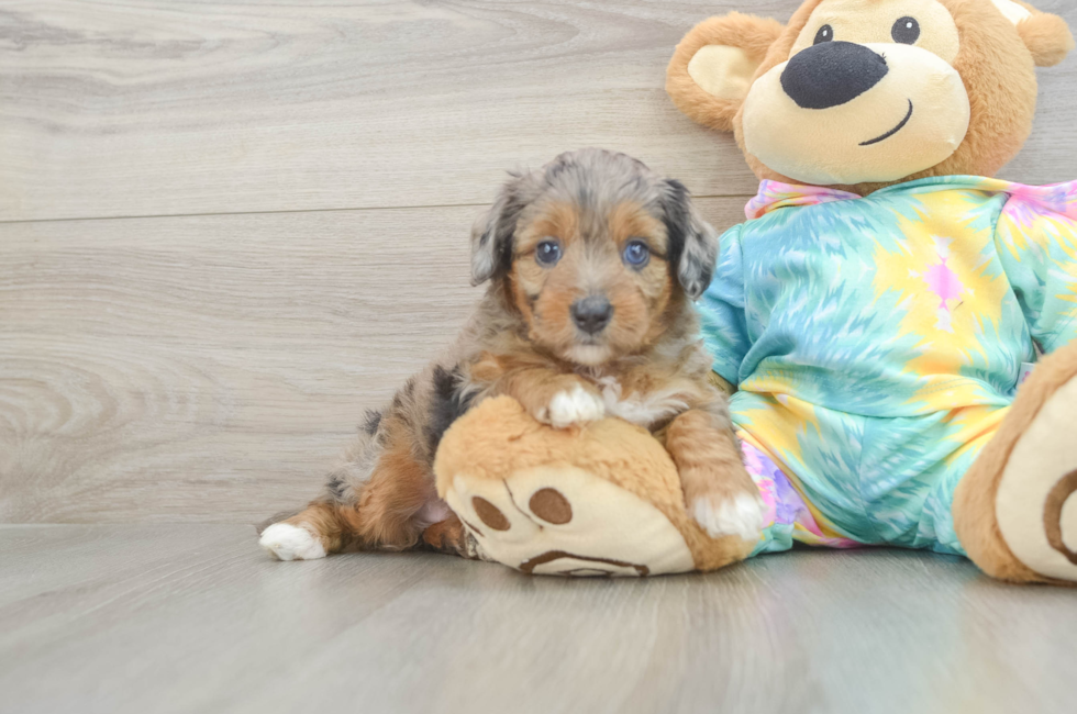 5 week old Mini Aussiedoodle Puppy For Sale - Pilesgrove Pups