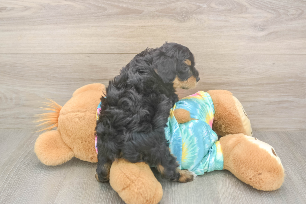Mini Aussiedoodle Puppy for Adoption