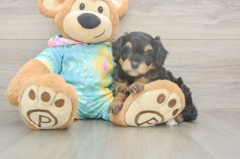 Mini Aussiedoodle Puppy for Adoption