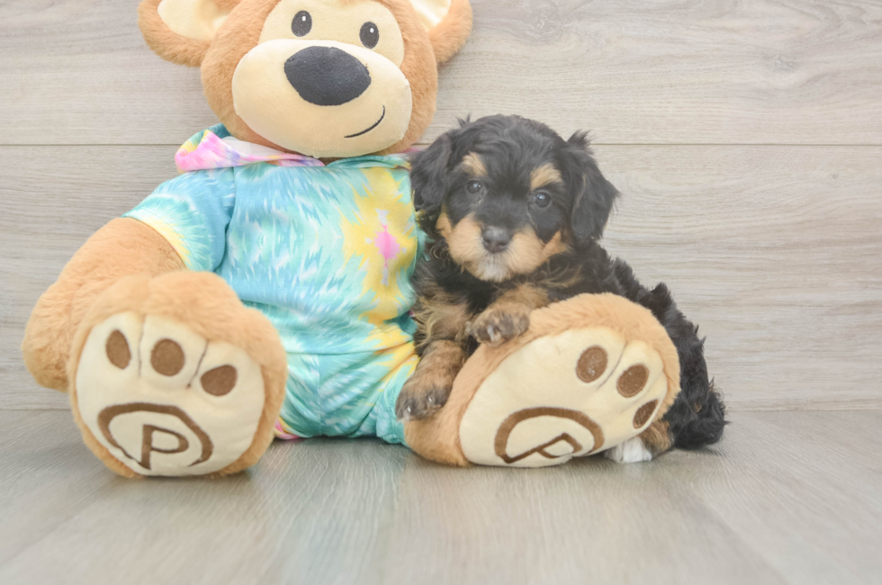 5 week old Mini Aussiedoodle Puppy For Sale - Pilesgrove Pups