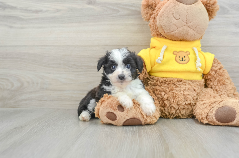 7 week old Mini Aussiedoodle Puppy For Sale - Pilesgrove Pups