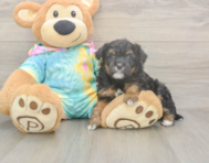 7 week old Mini Aussiedoodle Puppy For Sale - Pilesgrove Pups