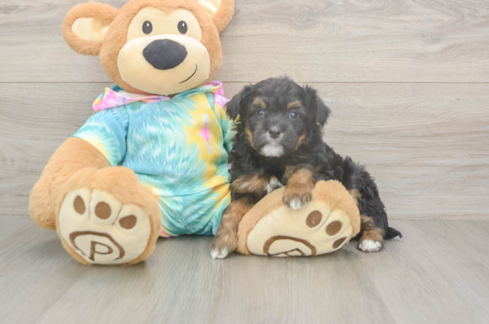 5 week old Mini Aussiedoodle Puppy For Sale - Pilesgrove Pups