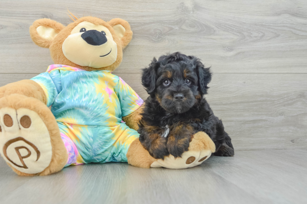 7 week old Mini Aussiedoodle Puppy For Sale - Pilesgrove Pups