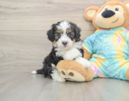6 week old Mini Aussiedoodle Puppy For Sale - Pilesgrove Pups