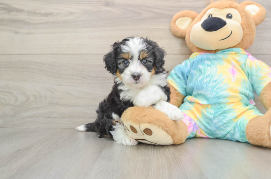Best Mini Aussiedoodle Baby