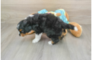 Happy Mini Aussiedoodle Baby