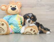 8 week old Mini Aussiedoodle Puppy For Sale - Pilesgrove Pups