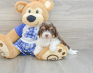 7 week old Mini Aussiedoodle Puppy For Sale - Pilesgrove Pups