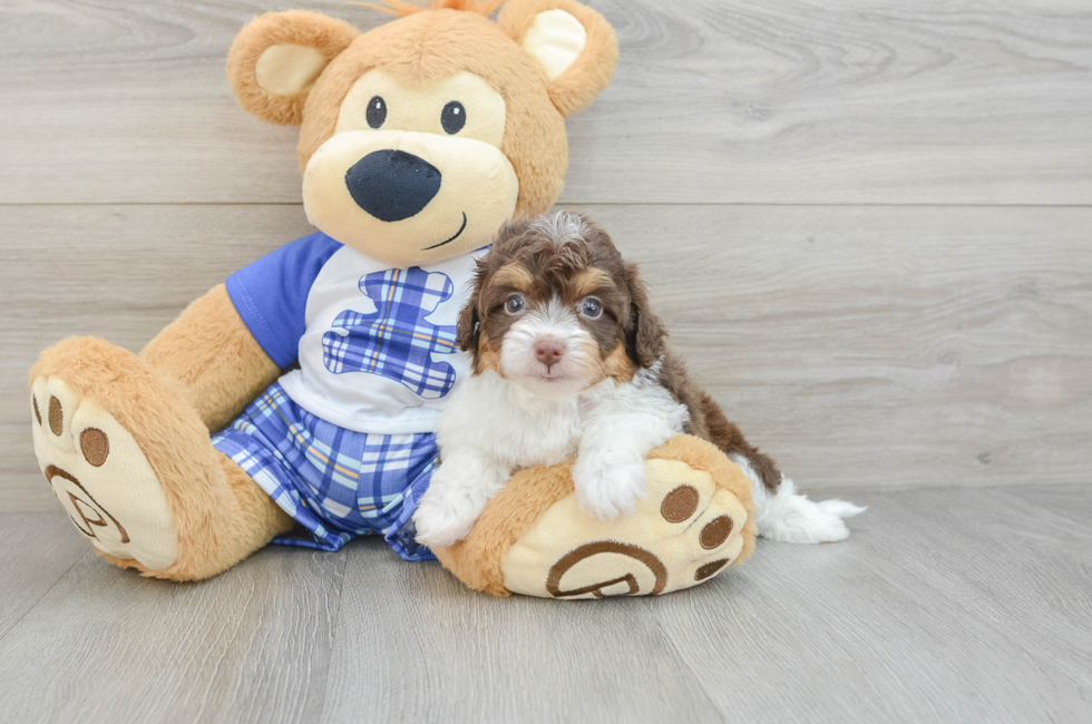 7 week old Mini Aussiedoodle Puppy For Sale - Pilesgrove Pups