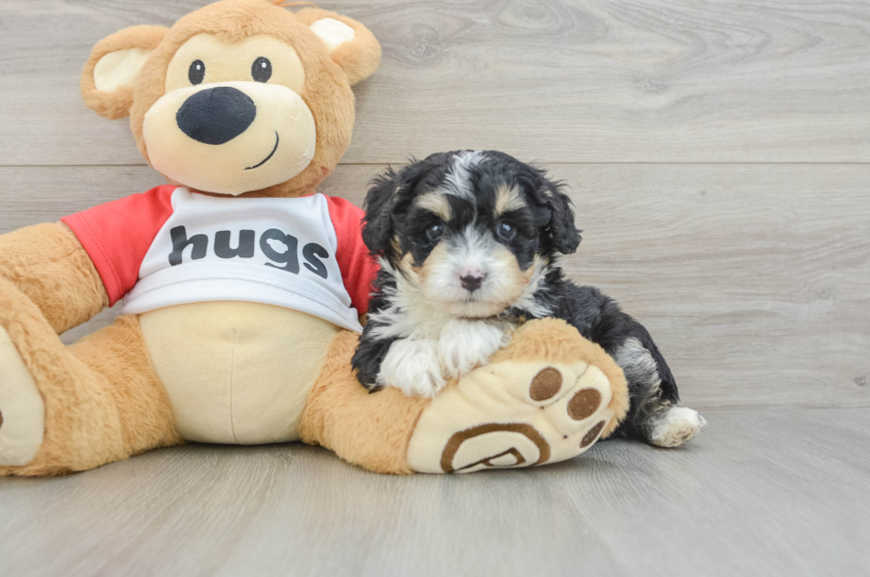 5 week old Mini Aussiedoodle Puppy For Sale - Pilesgrove Pups