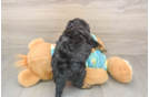 Playful Mini Aussiepoodle Poodle Mix Puppy