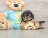 6 week old Mini Aussiedoodle Puppy For Sale - Pilesgrove Pups
