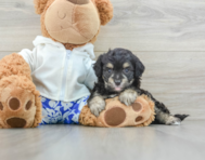 8 week old Mini Aussiedoodle Puppy For Sale - Pilesgrove Pups