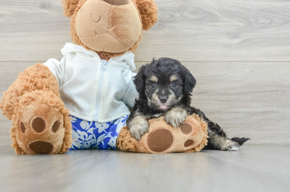 7 week old Mini Aussiedoodle Puppy For Sale - Pilesgrove Pups