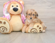 8 week old Mini Aussiedoodle Puppy For Sale - Pilesgrove Pups