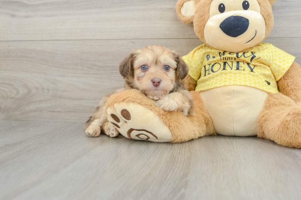 7 week old Mini Aussiedoodle Puppy For Sale - Pilesgrove Pups