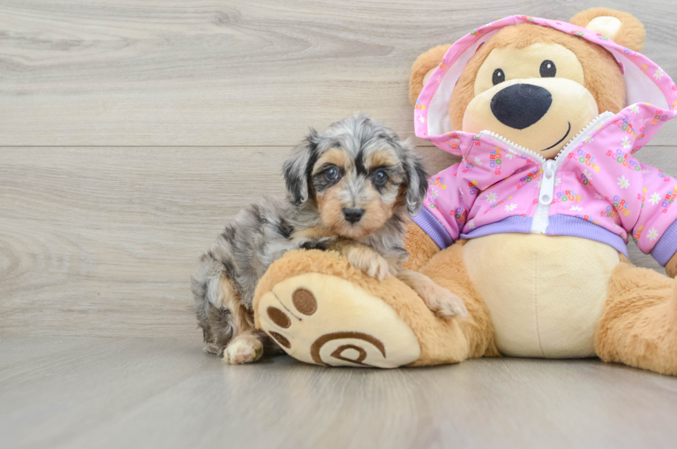 5 week old Mini Aussiedoodle Puppy For Sale - Pilesgrove Pups