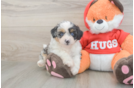 Fluffy Mini Aussiedoodle Poodle Mix Pup