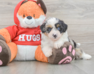 7 week old Mini Aussiedoodle Puppy For Sale - Pilesgrove Pups