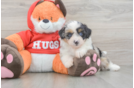 Mini Aussiedoodle Puppy for Adoption