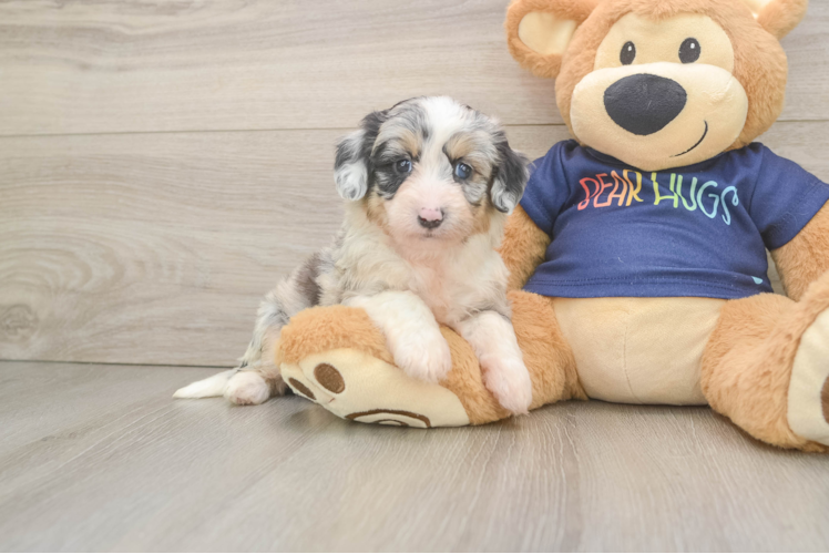 Little Mini Aussiepoo Poodle Mix Puppy